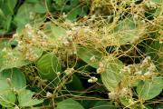Cuscuta chinensis